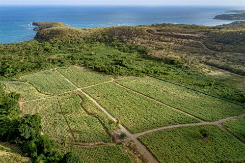 Markstykket Old Bacolet Hvor Renegade Hoester Sukkerroer Paa Grenada