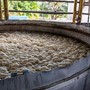 Besøg hos Distillerie Damoiseau